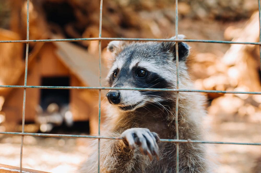 Wildlife Exclusion Service - ecoPest Wildlife Management