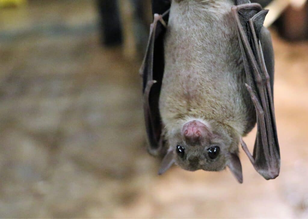 Bat Removal Service - ecoPest Wildlife Management