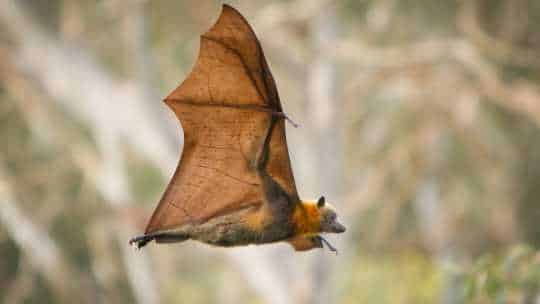 Bat Removal Service - ecoPest Wildlife Management