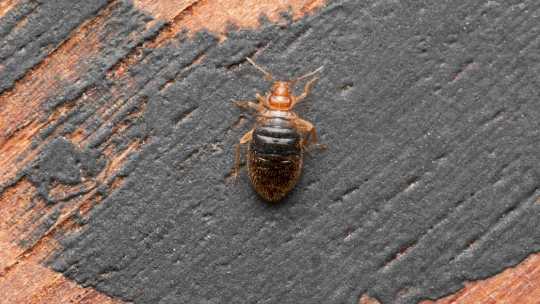 Bed Bug Extermination - ecoPest Wildlife Management