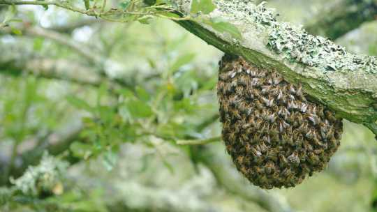 Bee Removal - ecoPest Wildlife Management