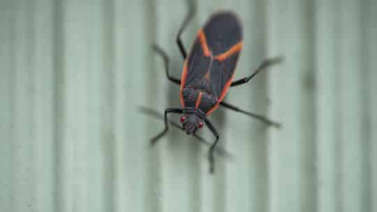 Boxelder Bug Control by ecoPest Wildlife Management