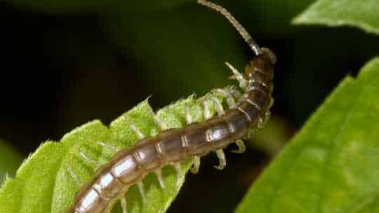 Centipede Control - ecoPest Wildlife Management