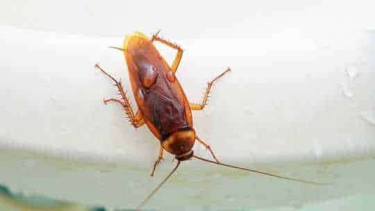 Cockroach Pest Control - ecoPest Wildlife Management