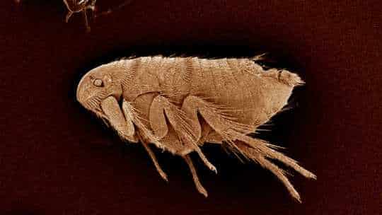 Flea Control - ecoPest Wildlife Management