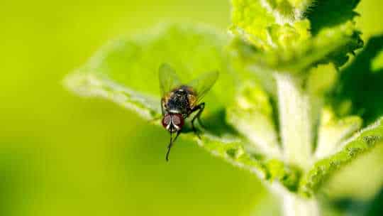 Fly Control - ecoPest Wildlife Management