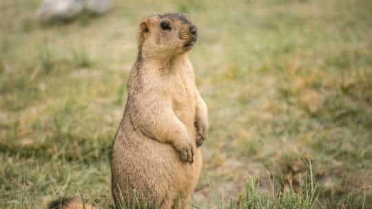 Marmot Removal Service - ecoPest Wildlife Management