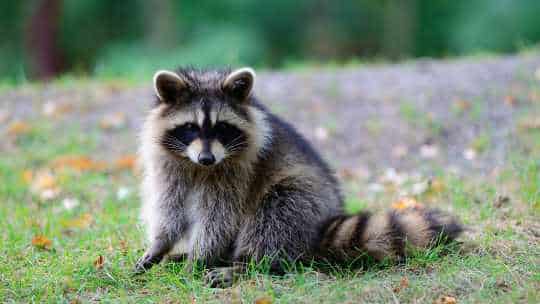 Raccoon Removal Service - ecoPest Wildlife Management