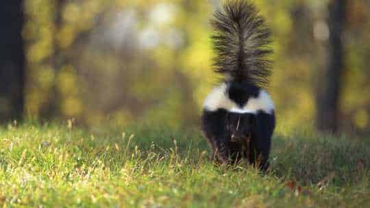 Skunk Removal Service - ecoPest Wildlife Management