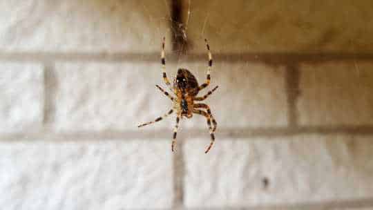 Spider Pest Control - ecoPest Wildlife Management