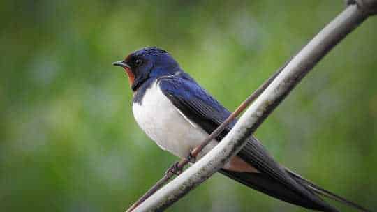 Swallow Prevention - ecoPest Wildlife Management