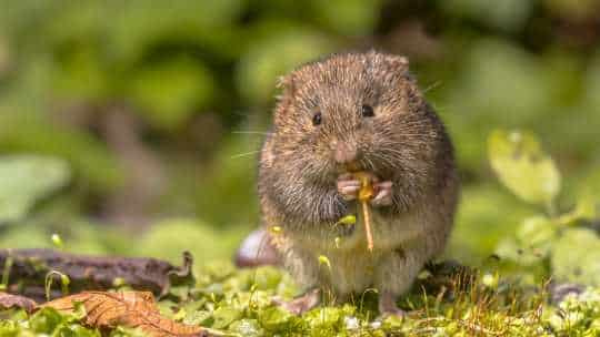 Vole Removal Service - ecoPest Wildlife Management