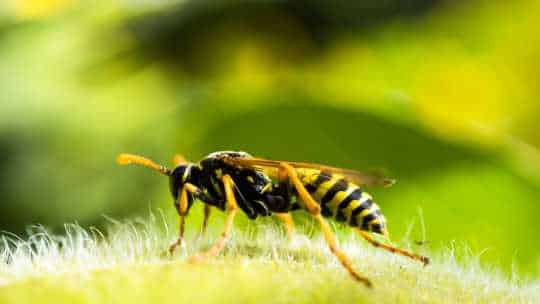 Wasp Control - ecoPest Wildlife Management