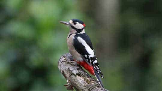 Woodpecker Deterrent & Removal - ecoPest Wildlife Management