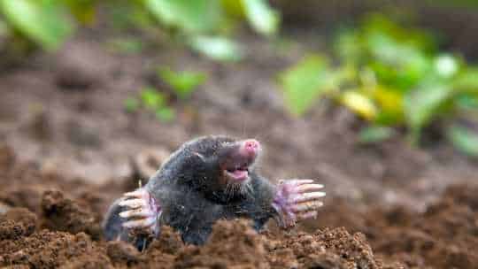 Vole that needs to removed from his burrow in a home's garden